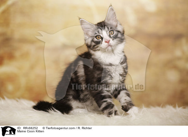 Maine Coon Kitten / RR-68252