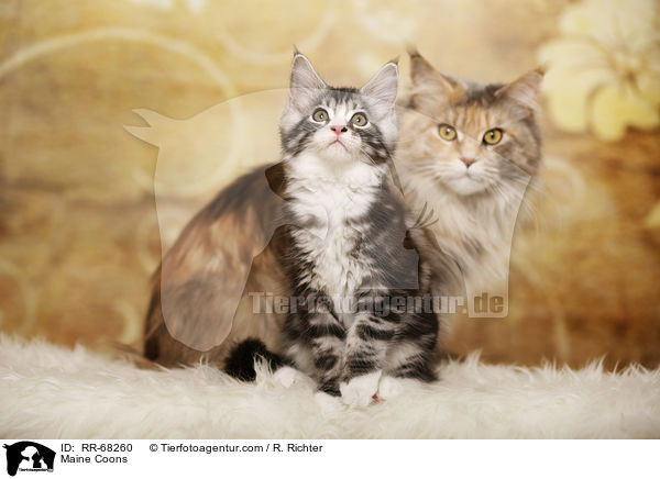 Maine Coons / Maine Coons / RR-68260