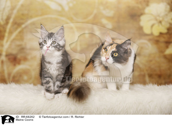 Maine Coons / RR-68262