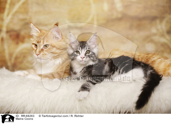 Maine Coons / RR-68263