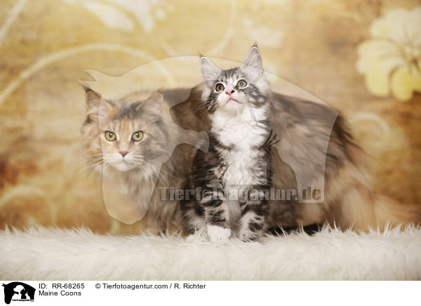 Maine Coons / RR-68265