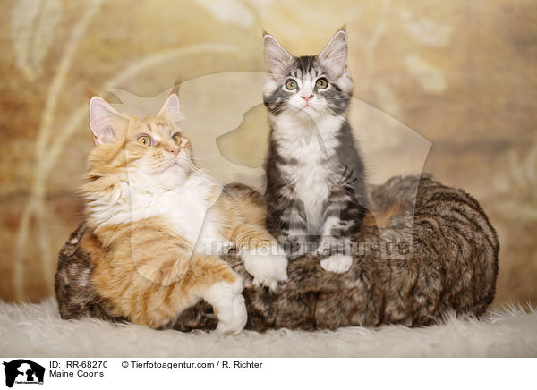 Maine Coons / RR-68270
