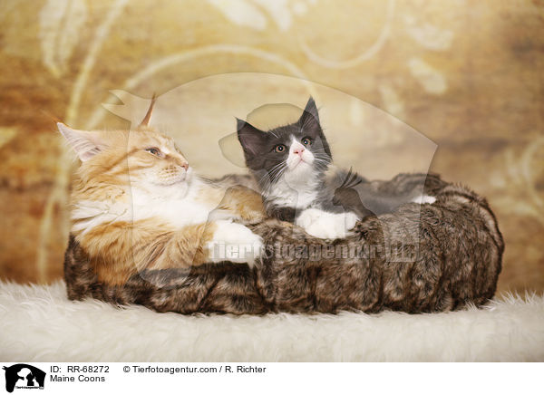 Maine Coons / Maine Coons / RR-68272