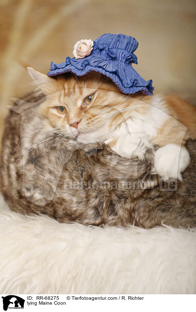 liegende Maine Coon / lying Maine Coon / RR-68275
