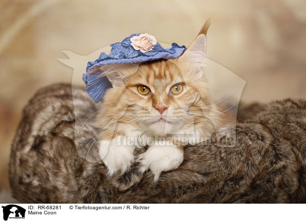 Maine Coon / RR-68281