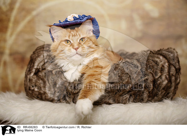 liegende Maine Coon / lying Maine Coon / RR-68283