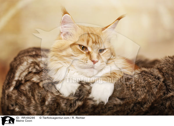 Maine Coon / RR-68286