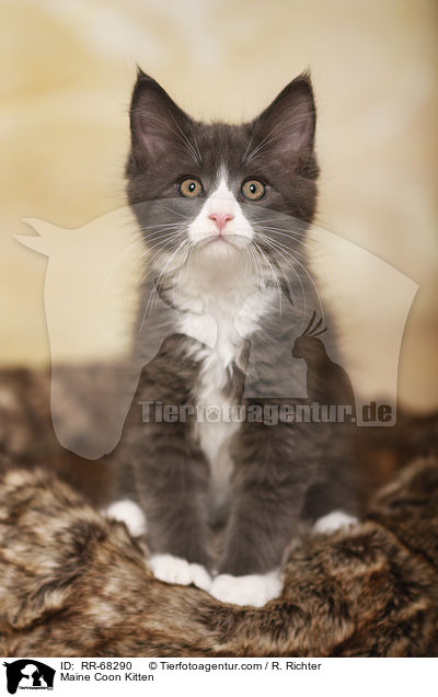 Maine Coon Kitten / RR-68290