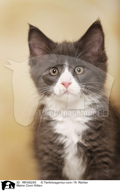 Maine Coon Kitten / RR-68295