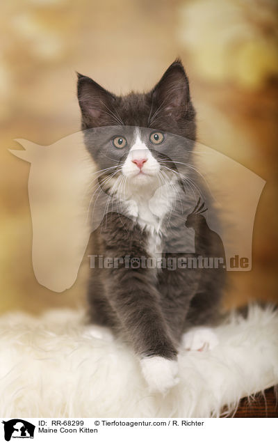 Maine Coon Kitten / RR-68299