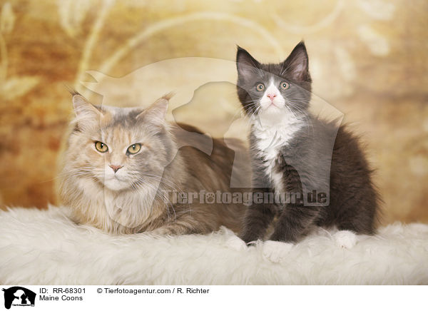 Maine Coons / Maine Coons / RR-68301