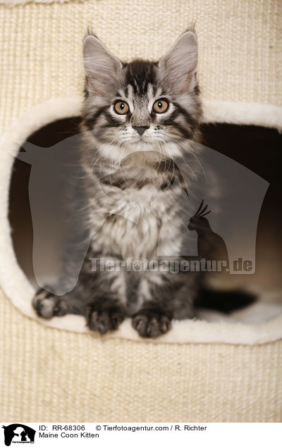 Maine Coon Kitten / RR-68306