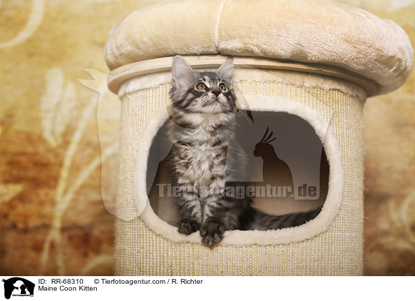 Maine Coon Kitten / RR-68310