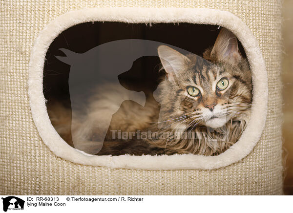 lying Maine Coon / RR-68313