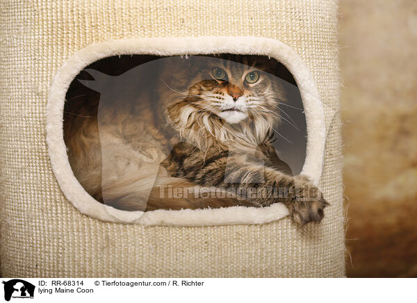 lying Maine Coon / RR-68314