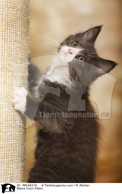 Maine Coon Ktzchen / Maine Coon Kitten / RR-68318