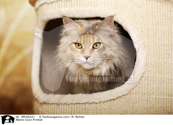 Maine Coon Portrait / Maine Coon Portrait / RR-68321