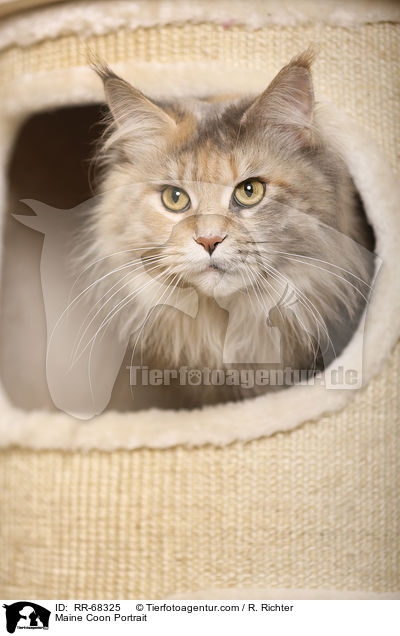 Maine Coon Portrait / Maine Coon Portrait / RR-68325