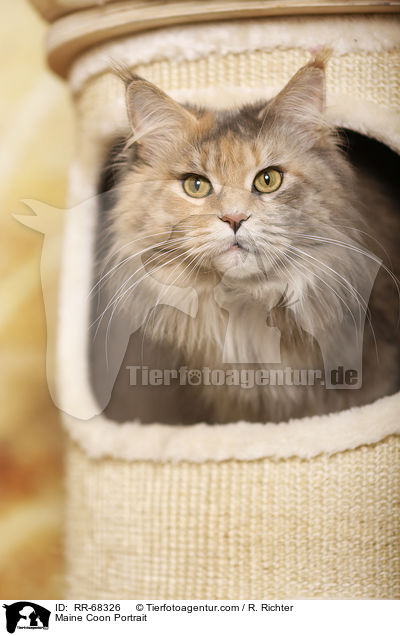 Maine Coon Portrait / Maine Coon Portrait / RR-68326