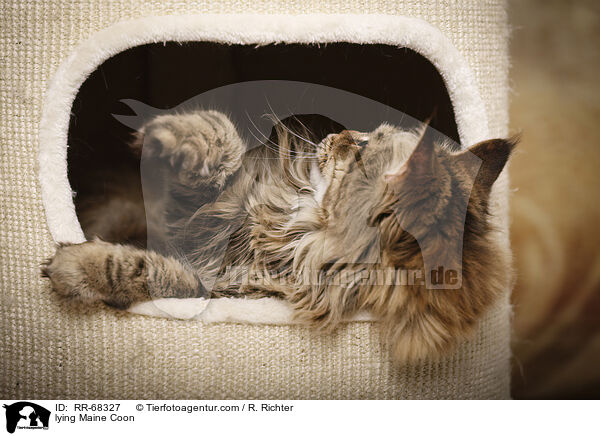 lying Maine Coon / RR-68327