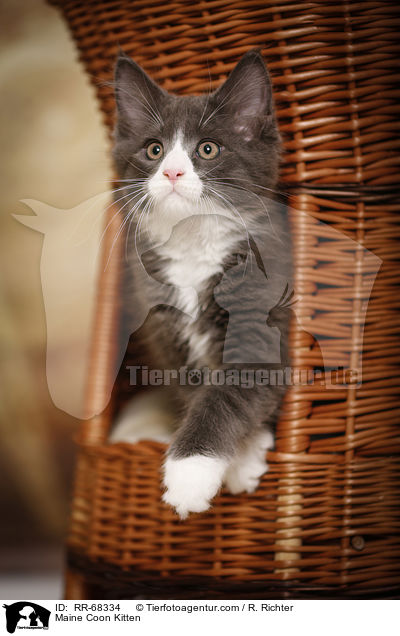 Maine Coon Kitten / RR-68334