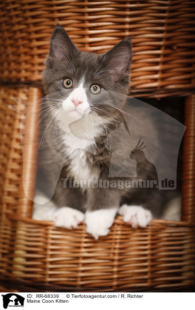 Maine Coon Kitten / RR-68339