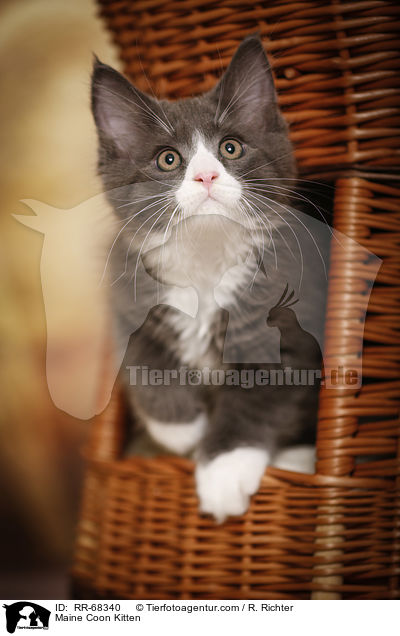 Maine Coon Kitten / RR-68340