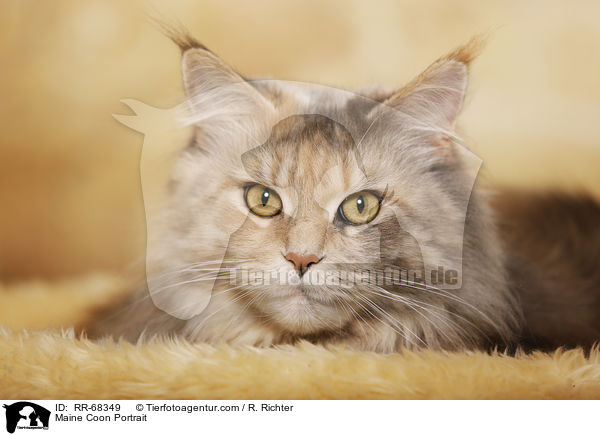 Maine Coon Portrait / Maine Coon Portrait / RR-68349