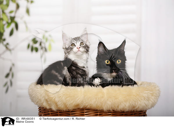 Maine Coons / RR-68351