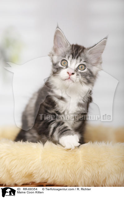 Maine Coon Kitten / RR-68354