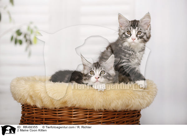 2 Maine Coon Kitten / RR-68355