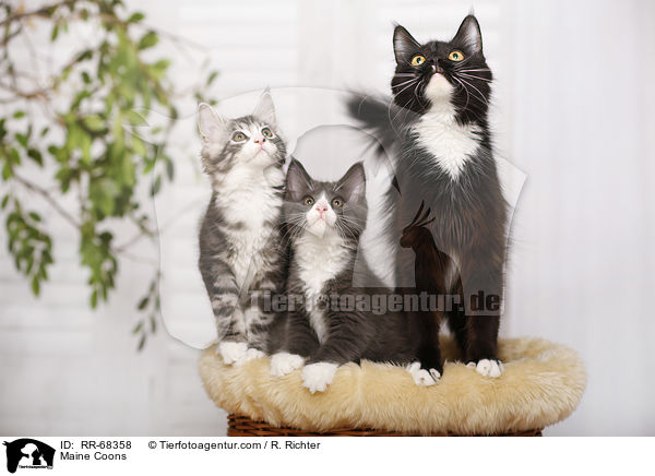 Maine Coons / RR-68358