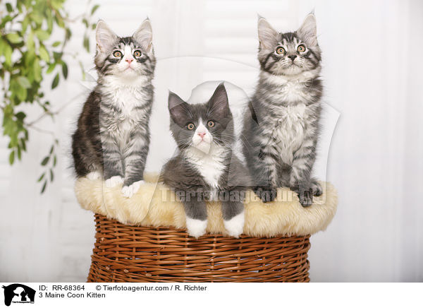 3 Maine Coon Kitten / RR-68364
