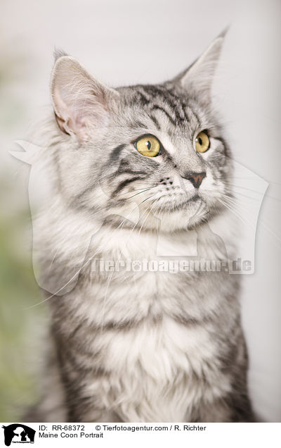 Maine Coon Portrait / RR-68372