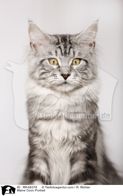 Maine Coon Portrait / RR-68376