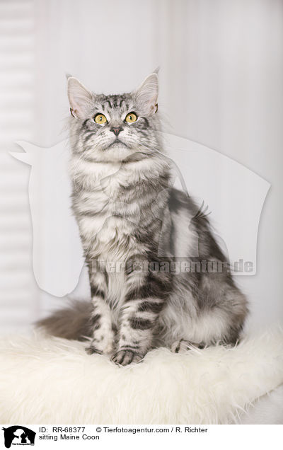 sitting Maine Coon / RR-68377