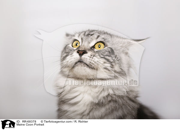 Maine Coon Portrait / RR-68378