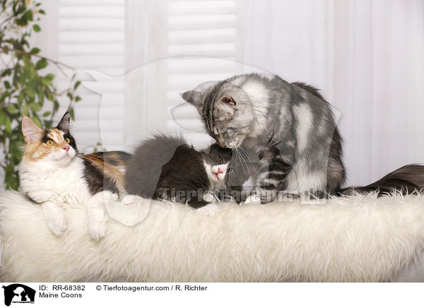 Maine Coons / RR-68382