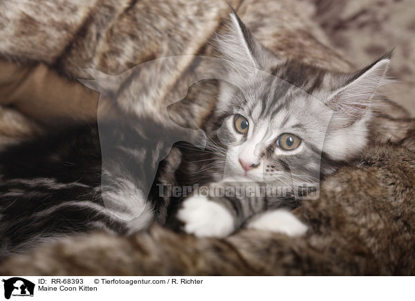 Maine Coon Kitten / RR-68393