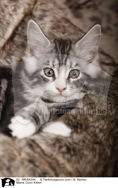 Maine Coon Kitten / RR-68394