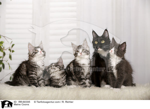 Maine Coons / RR-68395