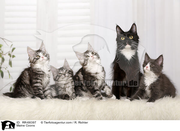 Maine Coons / RR-68397