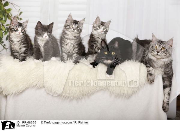 Maine Coons / RR-68399
