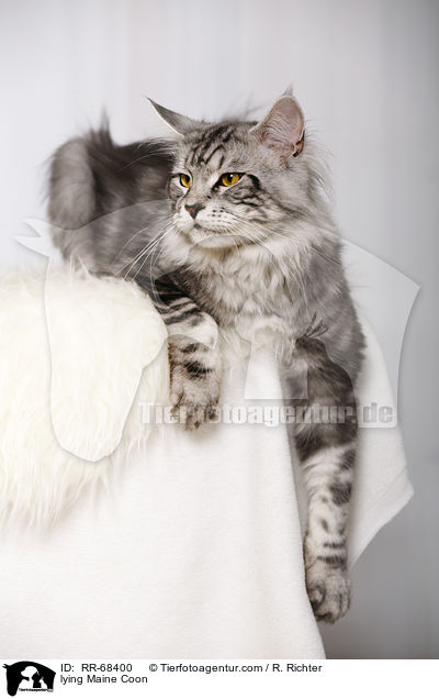 liegende Maine Coon / lying Maine Coon / RR-68400