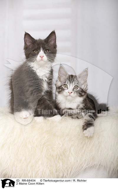 2 Maine Coon Kitten / RR-68404