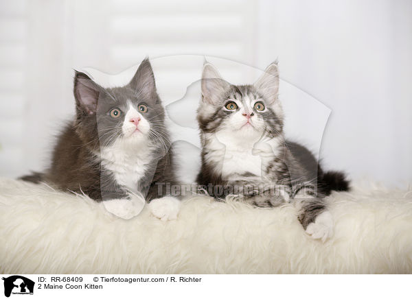 2 Maine Coon Kitten / RR-68409