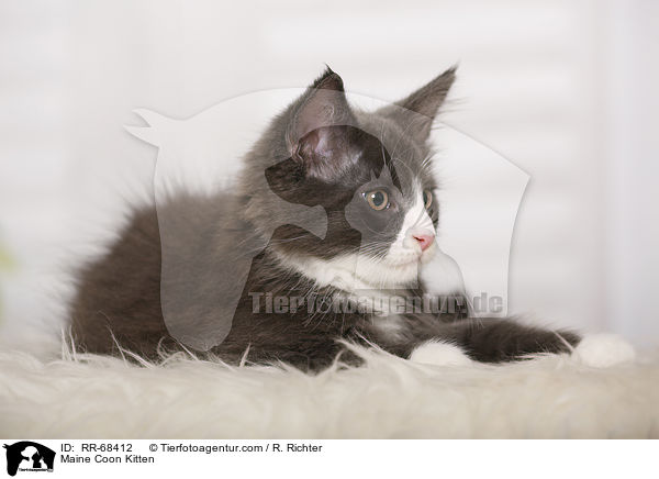 Maine Coon Ktzchen / Maine Coon Kitten / RR-68412