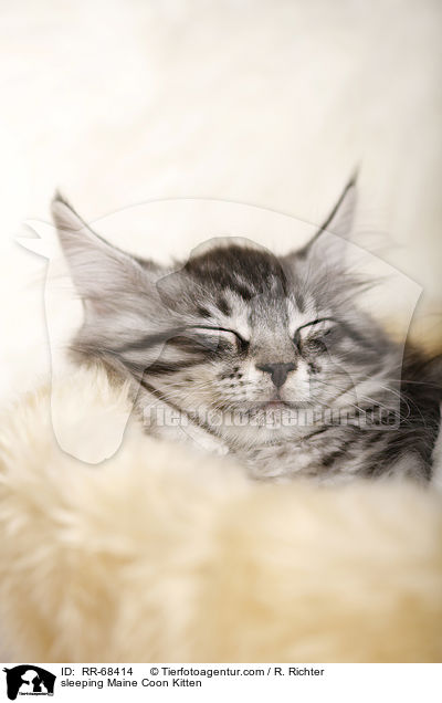 sleeping Maine Coon Kitten / RR-68414