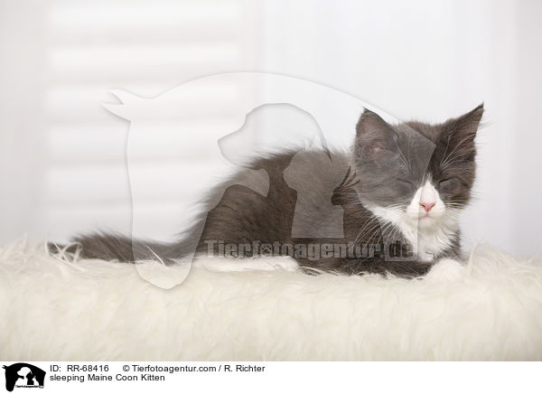 schlafendes Maine Coon Ktzchen / sleeping Maine Coon Kitten / RR-68416