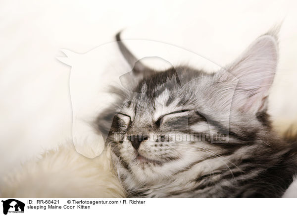 sleeping Maine Coon Kitten / RR-68421